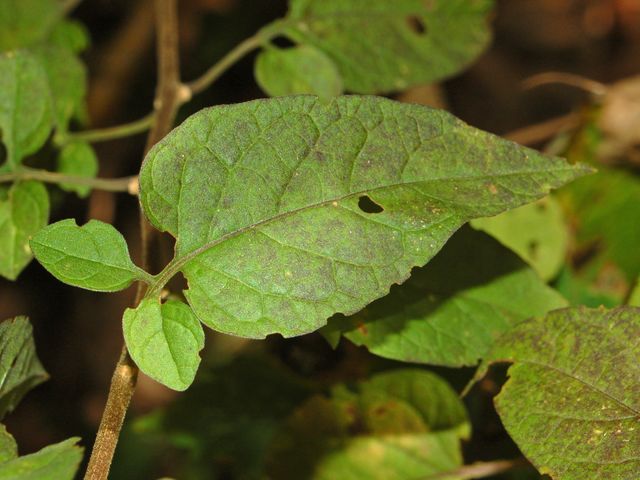 Solanum dulcamara